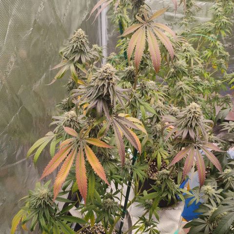 Cheese 🧀  and galaxy 500  #1 growlog timeline photo