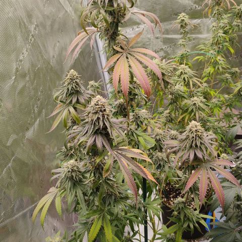 Cheese 🧀  and galaxy 500  #1 growlog timeline photo