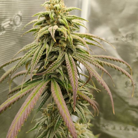 Cheese 🧀  and galaxy 500  #1 growlog timeline photo