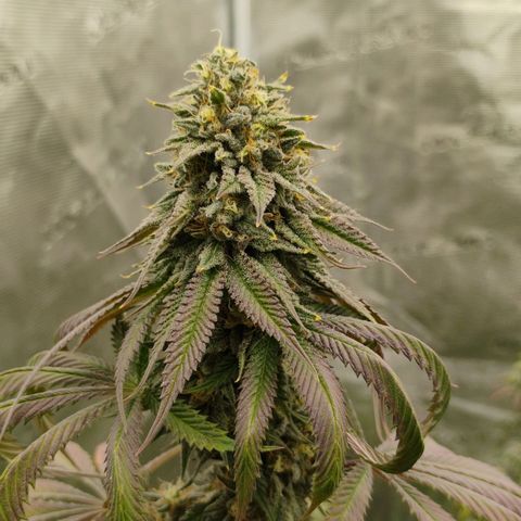 Cheese 🧀  and galaxy 500  #1 growlog timeline photo