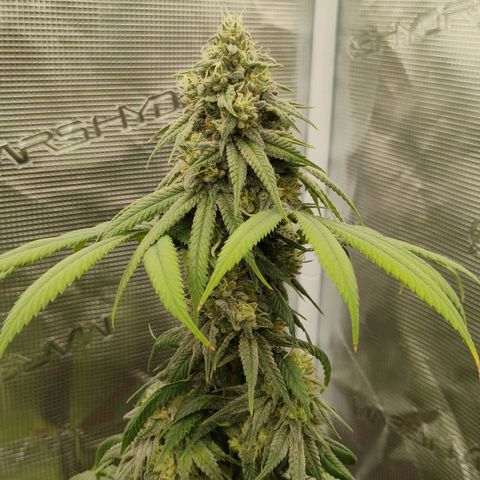 Cheese 🧀  and galaxy 500  #1 growlog timeline photo