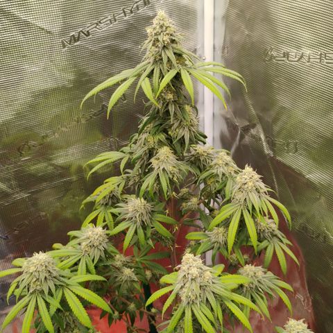 Cheese 🧀  and galaxy 500  #1 growlog timeline photo