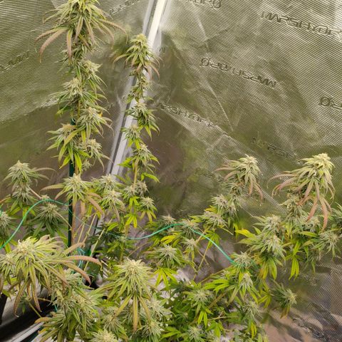Cheese 🧀  and galaxy 500  #1 growlog timeline photo