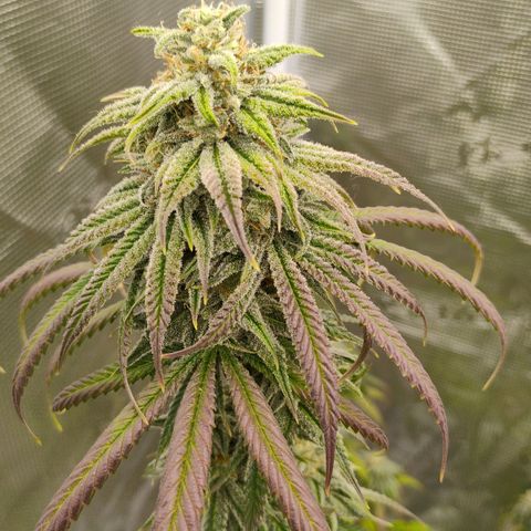Cheese 🧀  and galaxy 500  #1 growlog timeline photo