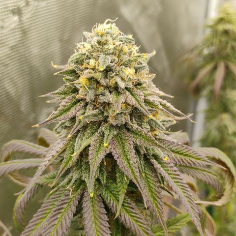 Cheese 🧀  and galaxy 500  #1 growlog timeline photo