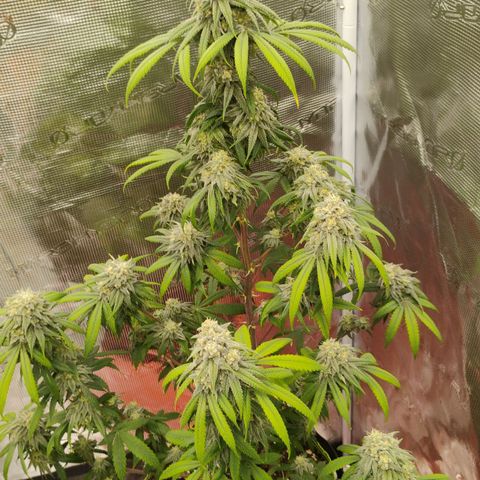 Cheese 🧀  and galaxy 500  #1 growlog timeline photo