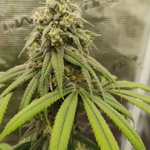 Cheese 🧀  and galaxy 500  #1 growlog timeline photo