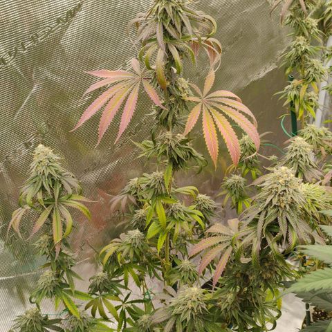 Cheese 🧀  and galaxy 500  #1 growlog timeline photo