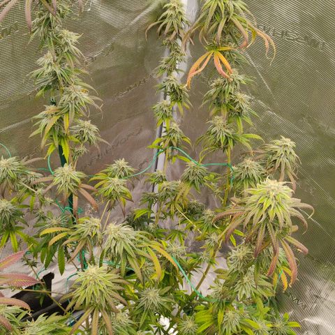 Cheese 🧀  and galaxy 500  #1 growlog timeline photo