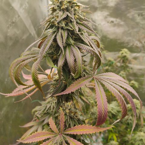 Cheese 🧀  and galaxy 500  #1 growlog timeline photo