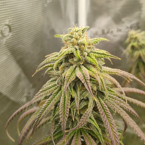 Cheese 🧀  and galaxy 500  #1 growlog timeline photo