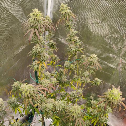 Cheese 🧀  and galaxy 500  #1 growlog timeline photo