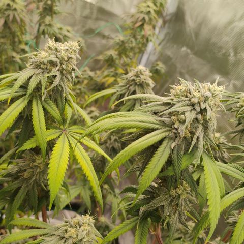 Cheese 🧀  and galaxy 500  #1 growlog timeline photo