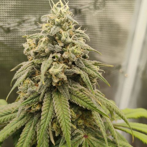 Cheese 🧀  and galaxy 500  #1 growlog timeline photo