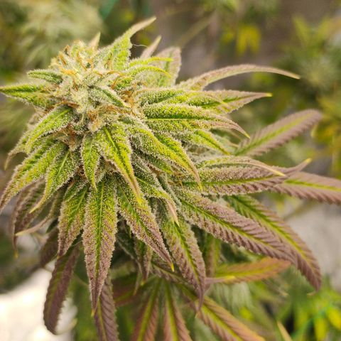 Cheese 🧀  and galaxy 500  #1 growlog timeline photo