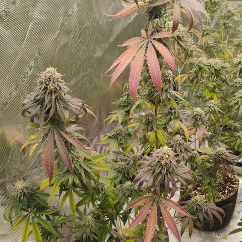 Cheese 🧀  and galaxy 500  #1 growlog timeline photo
