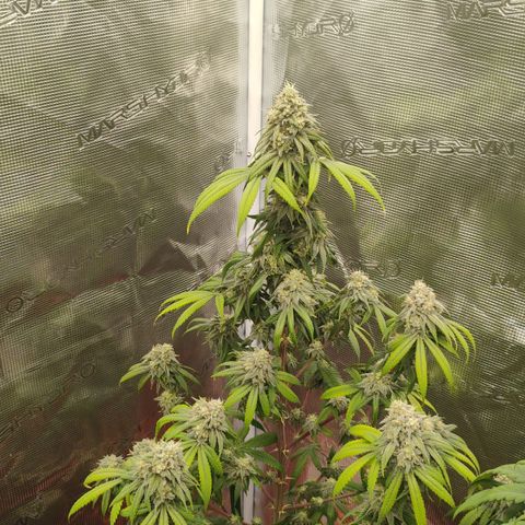 Cheese 🧀  and galaxy 500  #1 growlog timeline photo