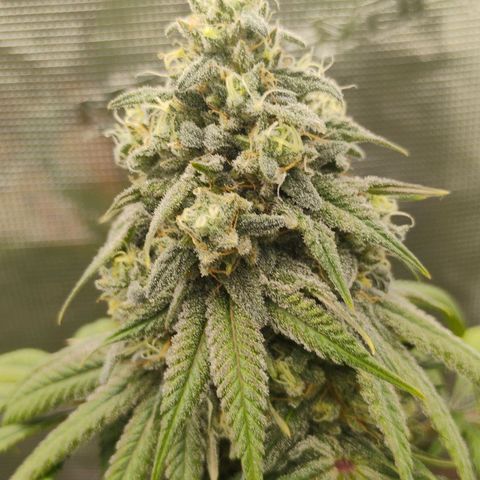 Cheese 🧀  and galaxy 500  #1 growlog timeline photo