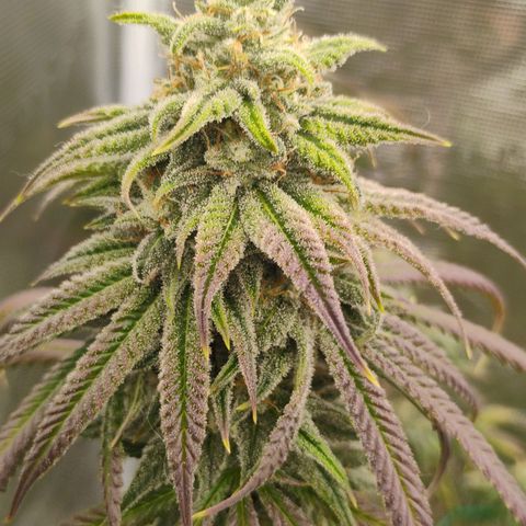 Cheese 🧀  and galaxy 500  #1 growlog timeline photo