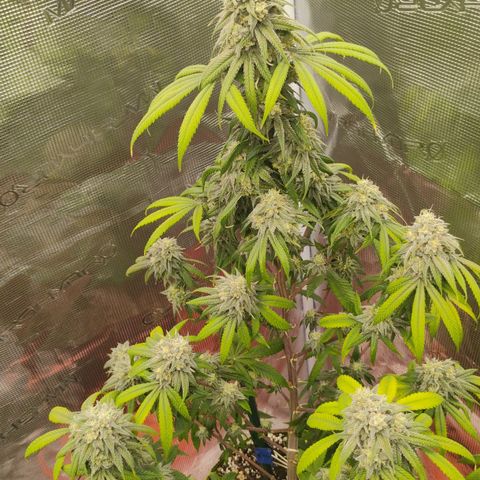 Cheese 🧀  and galaxy 500  #1 growlog timeline photo