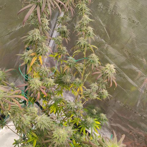 Cheese 🧀  and galaxy 500  #1 growlog timeline photo