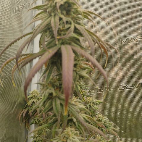 Cheese 🧀  and galaxy 500  #1 growlog timeline photo