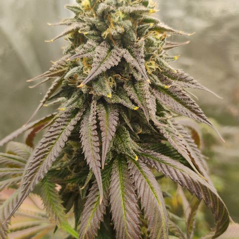 Cheese 🧀  and galaxy 500  #1 growlog timeline photo