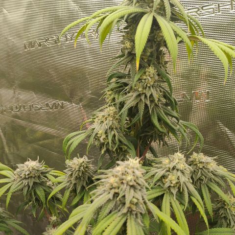 Cheese 🧀  and galaxy 500  #1 growlog timeline photo