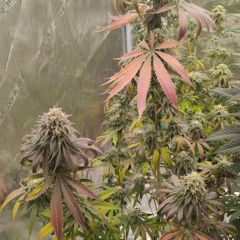 Cheese 🧀  and galaxy 500  #1 growlog timeline photo