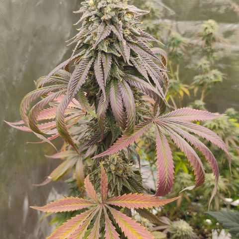 Cheese 🧀  and galaxy 500  #1 growlog timeline photo