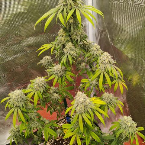 Cheese 🧀  and galaxy 500  #1 growlog timeline photo