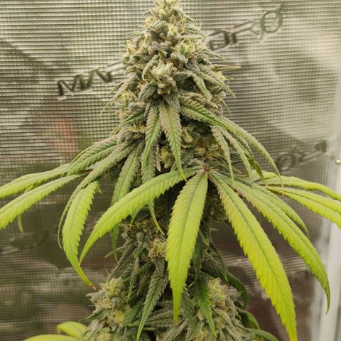 Cheese 🧀  and galaxy 500  #1 growlog timeline photo