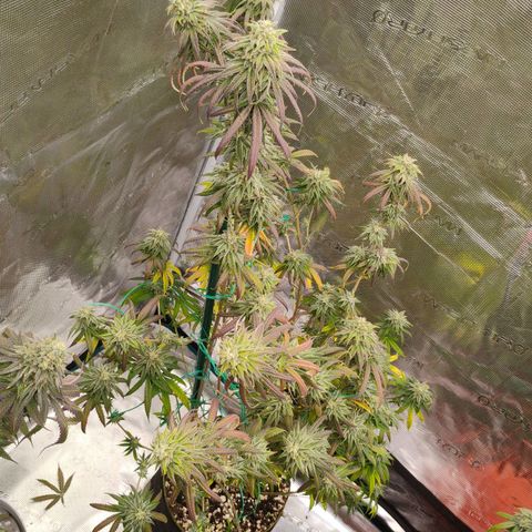 Cheese 🧀  and galaxy 500  #1 growlog timeline photo