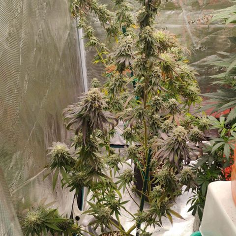 Cheese 🧀  and galaxy 500  #1 growlog timeline photo