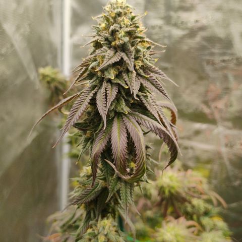 Cheese 🧀  and galaxy 500  #1 growlog timeline photo
