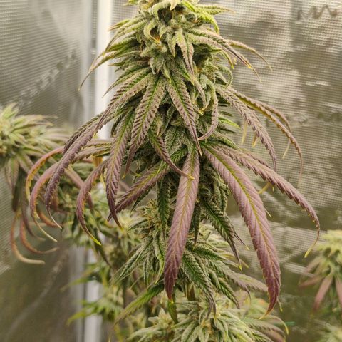 Cheese 🧀  and galaxy 500  #1 growlog timeline photo