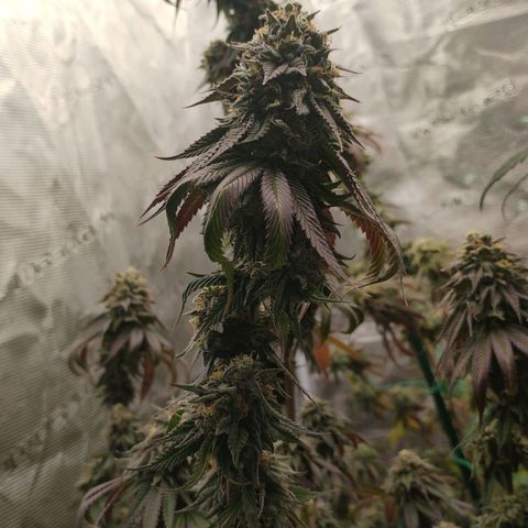 Cheese 🧀  and galaxy 500  #1 growlog timeline photo