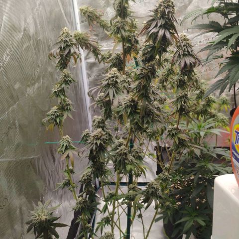 Cheese 🧀  and galaxy 500  #1 growlog timeline photo