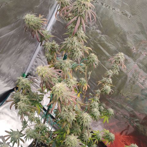 Cheese 🧀  and galaxy 500  #1 growlog timeline photo