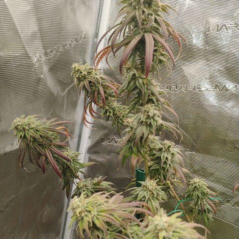 Cheese 🧀  and galaxy 500  #1 growlog timeline photo