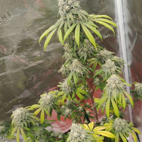 Cheese 🧀  and galaxy 500  #1 growlog timeline photo