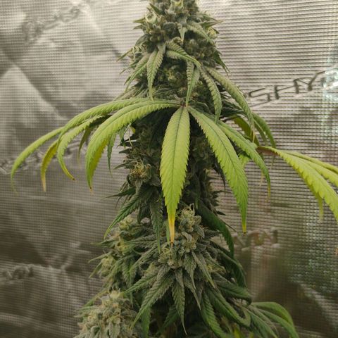 Cheese 🧀  and galaxy 500  #1 growlog timeline photo
