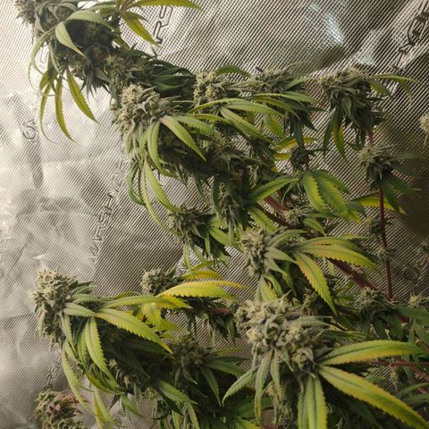Cheese 🧀  and galaxy 500  #1 growlog timeline photo