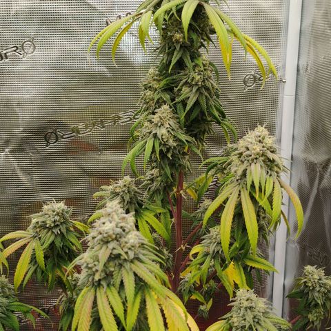 Cheese 🧀  and galaxy 500  #1 growlog timeline photo