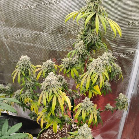 Cheese 🧀  and galaxy 500  #1 growlog timeline photo
