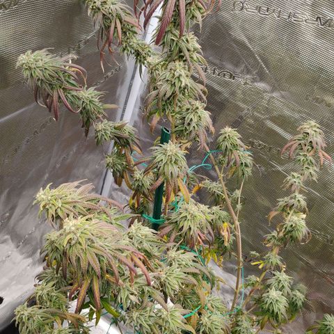 Cheese 🧀  and galaxy 500  #1 growlog timeline photo