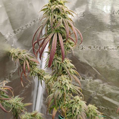 Cheese 🧀  and galaxy 500  #1 growlog timeline photo