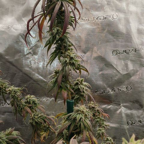 Cheese 🧀  and galaxy 500  #1 growlog timeline photo