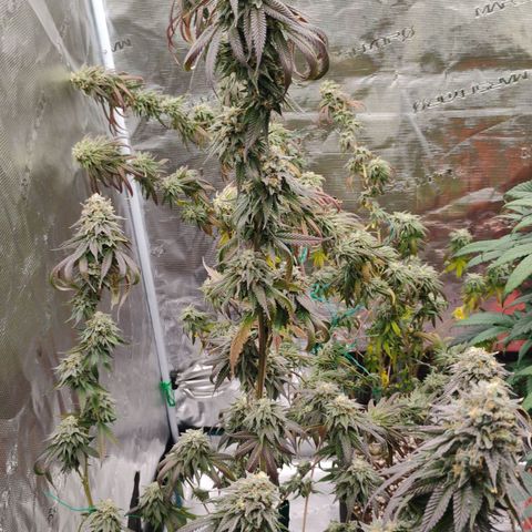 Cheese 🧀  and galaxy 500  #1 growlog timeline photo