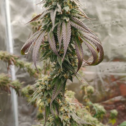 Cheese 🧀  and galaxy 500  #1 growlog timeline photo